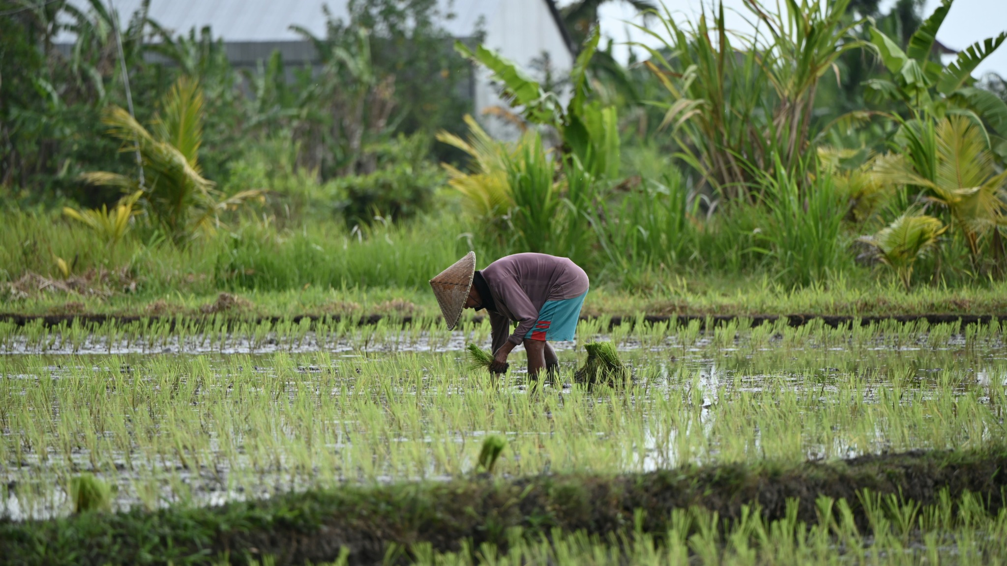 Agricultural field and farmer